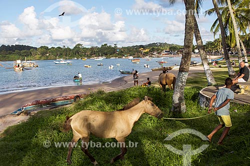  Horses - Coroinha Beach waterfront  - Itacare city - Bahia state (BA) - Brazil