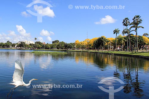  Great egret (Ardea alba) - Solon de Lucena Park - also known simply as Lagoa  - Joao Pessoa city - Paraiba state (PB) - Brazil