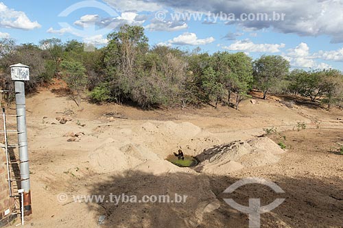  Cattle in Ship Creek source - tributary of Pajeu River - almost dry  - Floresta city - Pernambuco state (PE) - Brazil