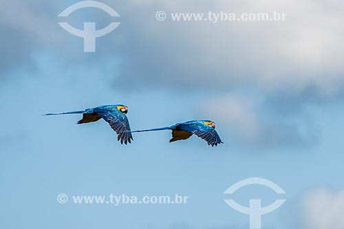  Blue-and-yellow Macaw (Ara ararauna) - also known as the Blue-and-gold Macaw - Chapada dos Veadeiros National Park  - Alto Paraiso de Goias city - Goias state (GO) - Brazil