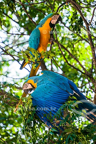  Blue-and-yellow Macaw (Ara ararauna) - also known as the Blue-and-gold Macaw - Chapada dos Veadeiros National Park  - Alto Paraiso de Goias city - Goias state (GO) - Brazil