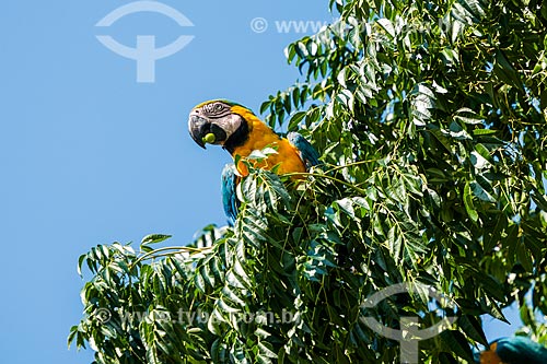  Blue-and-yellow Macaw (Ara ararauna) - also known as the Blue-and-gold Macaw - Chapada dos Veadeiros National Park  - Alto Paraiso de Goias city - Goias state (GO) - Brazil