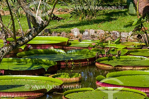  Victoria regia (Victoria amazonica) - also known as Amazon Water Lily or Giant Water Lily - Botanical Garden of Rio de Janeiro  - Rio de Janeiro city - Rio de Janeiro state (RJ) - Brazil