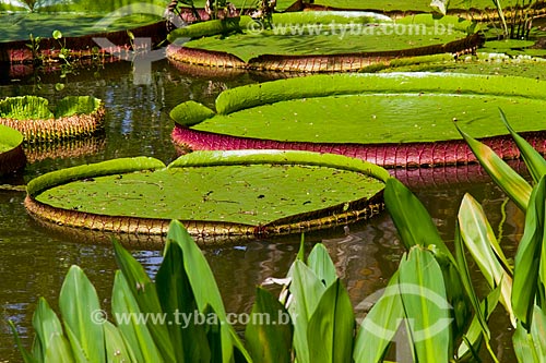  Victoria regia (Victoria amazonica) - also known as Amazon Water Lily or Giant Water Lily - Botanical Garden of Rio de Janeiro  - Rio de Janeiro city - Rio de Janeiro state (RJ) - Brazil