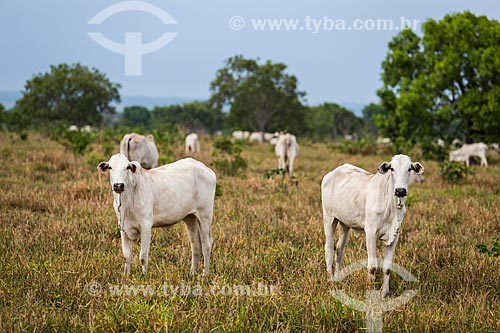  Cattle raising grazing - Miranorte city  - Miranorte city - Tocantins state (TO) - Brazil
