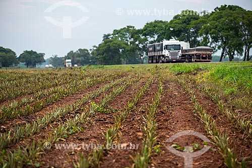  Pineapple (Ananas comosus) plantation on the banks of the Transbrasiliana Highway (BR-153) - also known as Belem-Brasilia Highway and Bernardo Sayao Highway  - Miranorte city - Tocantins state (TO) - Brazil