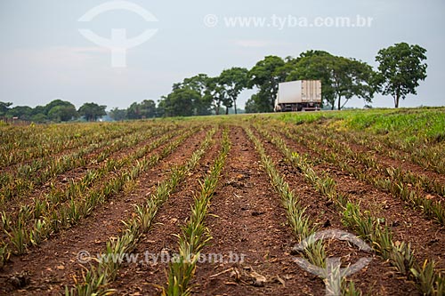  Pineapple (Ananas comosus) plantation on the banks of the Transbrasiliana Highway (BR-153) - also known as Belem-Brasilia Highway and Bernardo Sayao Highway  - Miranorte city - Tocantins state (TO) - Brazil