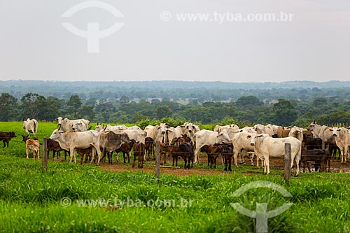  Cattle raising grazing - Barrolandia city  - Barrolandia city - Tocantins state (TO) - Brazil