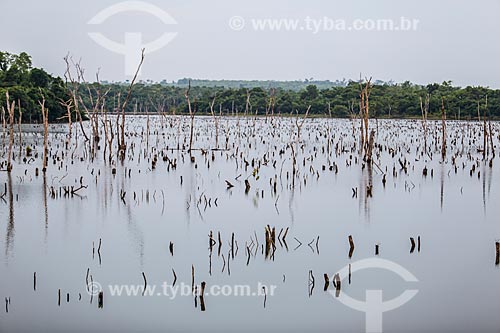  Tree trunks submerged by the lake of the Luiz Eduardo Magalhaes Hydrelectric Plant (2002) - also known as Lajeado Hydroelectric Plant  - Palmas city - Tocantins state (TO) - Brazil