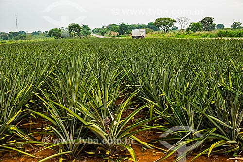  Pineapple (Ananas comosus) plantation on the banks of the Transbrasiliana Highway (BR-153) - also known as Belem-Brasilia Highway and Bernardo Sayao Highway  - Miranorte city - Tocantins state (TO) - Brazil