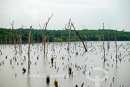  Tree trunks submerged by the lake of the Luiz Eduardo Magalhaes Hydrelectric Plant (2002) - also known as Lajeado Hydroelectric Plant  - Palmas city - Tocantins state (TO) - Brazil