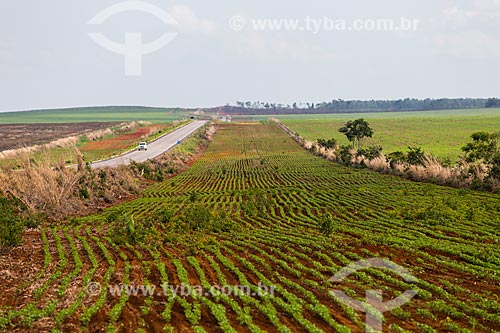  Soybean plantation on the banks of the TO-455 highway  - Porto Nacional city - Tocantins state (TO) - Brazil