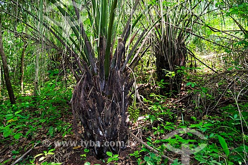  Bacuri tree (Scheelea phalerata) - riparian forest area  - Palmas city - Tocantins state (TO) - Brazil