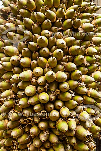  Detail of Urucuri palm (Attalea phalerata) bunch fruit  - Palmas city - Tocantins state (TO) - Brazil