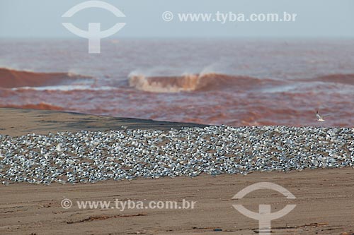  Common terns (Sterna hirundo) bunch - Regencia beach waterfront after dam rupture of the Samarco company mining rejects in Mariana city (MG)  - Linhares city - Espirito Santo state (ES) - Brazil