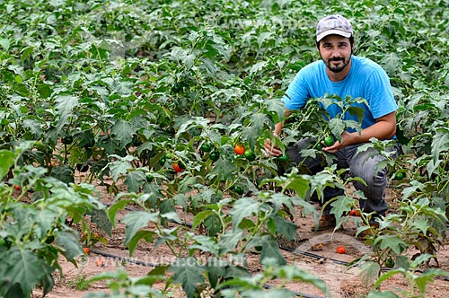  Farmer amid scarlet eggplant plantation  - Mirassol city - Sao Paulo state (SP) - Brazil