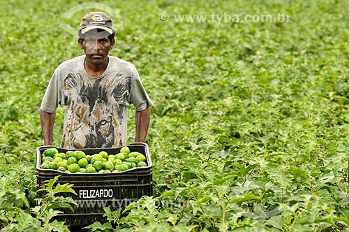  Rural worker harvesting scarlet eggplant  - Mirassol city - Sao Paulo state (SP) - Brazil
