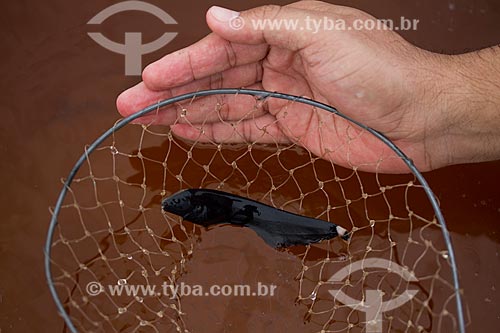  Black ghost knifefish (Apteronotus albifrons) - Negro River  - Barcelos city - Amazonas state (AM) - Brazil