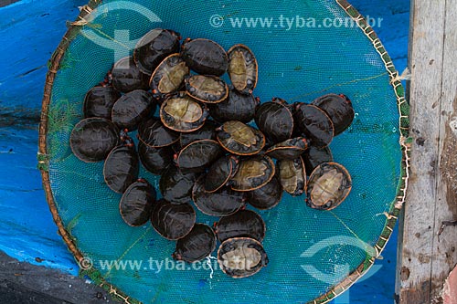  Detail of Giant South American river turtle (Podocnemis expansa) puppies  - Barcelos city - Amazonas state (AM) - Brazil