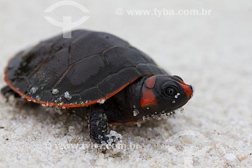  Detail of Red-headed Amazon Side-necked Turtle (Podocnemis erythrocephala) puppy  - Barcelos city - Amazonas state (AM) - Brazil