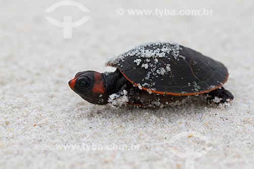  Detail of Red-headed Amazon Side-necked Turtle (Podocnemis erythrocephala) puppy  - Barcelos city - Amazonas state (AM) - Brazil