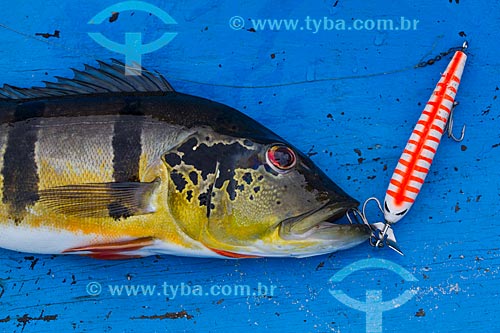  Detail of Tucunare (Cichla ocellaris) - also known as Butterfly Peacock Bass - Negro River  - Barcelos city - Amazonas state (AM) - Brazil