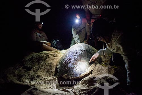  TAMAR Project volunteers examining sea turtle  - Linhares city - Espirito Santo state - Brazil