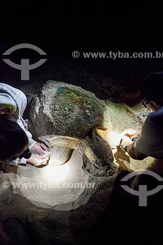  TAMAR Project volunteers examining sea turtle  - Linhares city - Espirito Santo state - Brazil