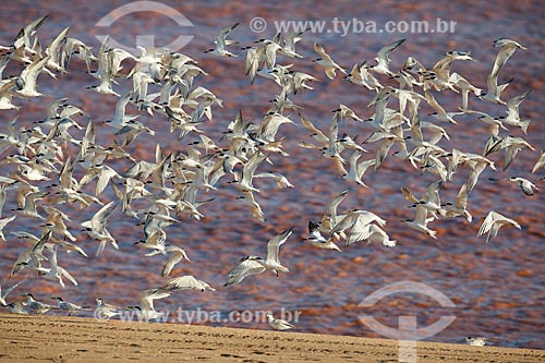  Common terns (Sterna hirundo) bunch - Regencia beach waterfront after dam rupture of the Samarco company mining rejects in Mariana city (MG)  - Linhares city - Espirito Santo state (ES) - Brazil