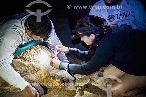  TAMAR Project volunteers examining sea turtle  - Linhares city - Espirito Santo state (ES) - Brazil