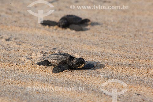  Sea turtle hatchling carried for TAMAR Project volunteers to area away from the mud after dam rupture of the Samarco company mining rejects in Mariana city (MG)  - Linhares city - Espirito Santo state (ES) - Brazil