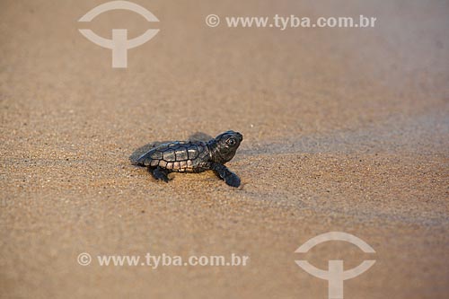  Sea turtle hatchling carried for TAMAR Project volunteers to area away from the mud after dam rupture of the Samarco company mining rejects in Mariana city (MG)  - Linhares city - Espirito Santo state (ES) - Brazil