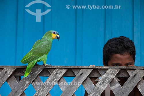  Parrot (Amazona aestiva) and boy of riparian community  - Barcelos city - Amazonas state (AM) - Brazil