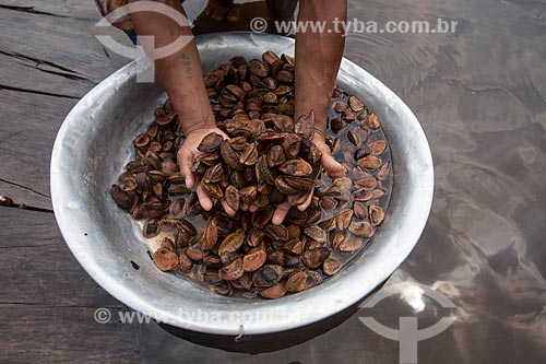  Bassin with brazil nut on the banks of the Negro River  - Barcelos city - Amazonas state (AM) - Brazil