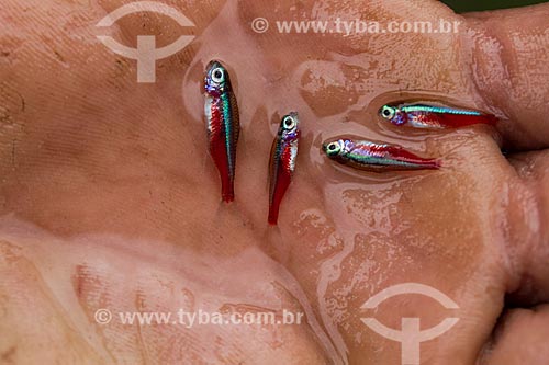  Details of cardinal tetra (Paracheirodon axelrodi) - Negro River  - Barcelos city - Amazonas state (AM) - Brazil