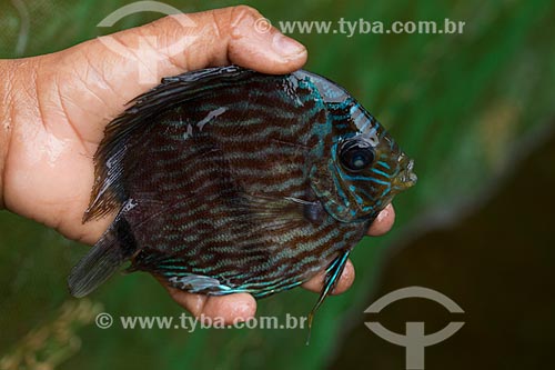  Detail of Heckel discus (Symphysodon discus) - Negro River  - Barcelos city - Amazonas state (AM) - Brazil