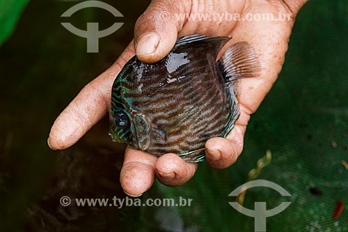  Detail of Heckel discus (Symphysodon discus) - Negro River  - Barcelos city - Amazonas state (AM) - Brazil