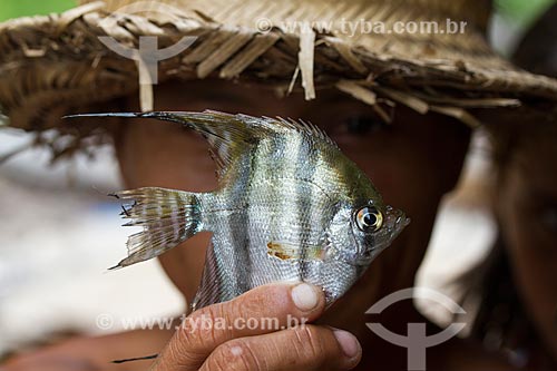  Detail of riverine holding Angelfish (Pterophyllum scalare) - Negro River  - Barcelos city - Amazonas state (AM) - Brazil