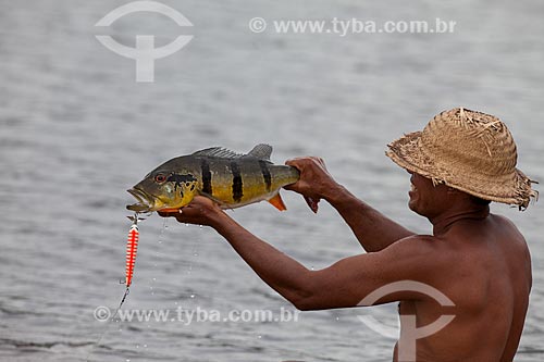 Riverine fishing Tucunare (Cichla ocellaris) - also known as Butterfly Peacock Bass - Negro River  - Barcelos city - Amazonas state (AM) - Brazil