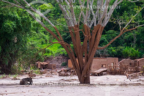  Ruins of houses of the Paracatu de Baixo district after the dam rupture of the Samarco company mining rejects in Mariana city (MG)  - Mariana city - Minas Gerais state (MG) - Brazil
