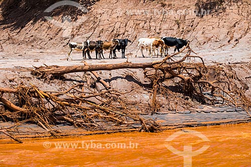  Herd wandering around on the banks of the Gualaxo do Norte River - Paracatu de Baixo district after the dam rupture of the Samarco company mining rejects in Mariana city (MG)  - Mariana city - Minas Gerais state (MG) - Brazil