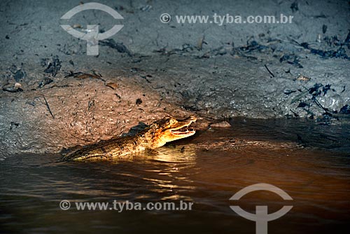  Spectacled caiman (Caiman crocodilus) on the bank of a river - Anavilhanas National Park  - Novo Airao city - Amazonas state (AM) - Brazil