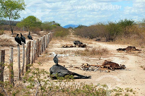  Black vulture (Coragyps atratus) and livestock killed by drought near the BR-232  - Pernambuco state (PE) - Brazil
