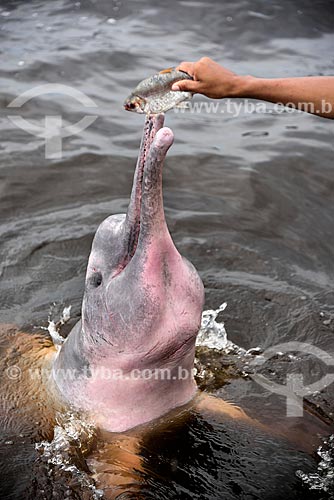  Instructor - dolphins platform feeding pink dolphin (Inia geoffrensis) - Anavilhanas National Park  - Novo Airao city - Amazonas state (AM) - Brazil