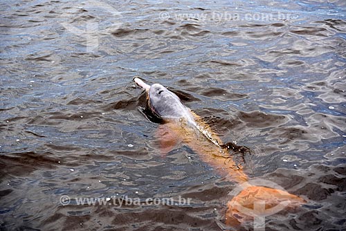  Pink dolphin (Inia geoffrensis) - Anavilhanas National Park  - Novo Airao city - Amazonas state (AM) - Brazil