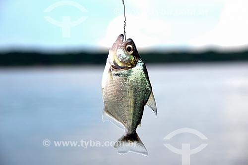  Detail of piranha fished - Negro River during the sport fishing - Anavilhanas National Park  - Novo Airao city - Amazonas state (AM) - Brazil