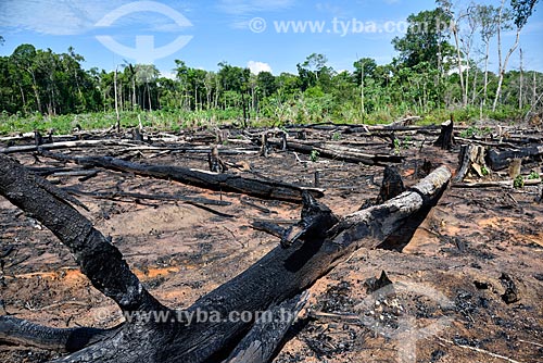 Burned - Amazon Rainforest on the banks of the AM-352 highway  - Novo Airao city - Amazonas state (AM) - Brazil