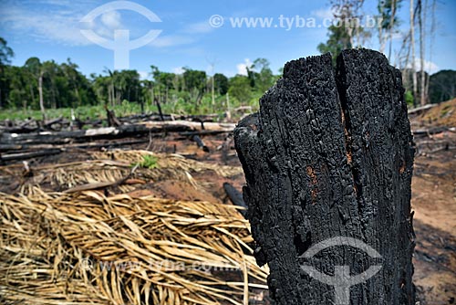  Detail of burned - Amazon Rainforest on the banks of the AM-352 highway  - Novo Airao city - Amazonas state (AM) - Brazil