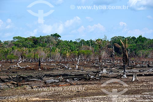  Burned - Amazon Rainforest on the banks of the AM-352 highway  - Novo Airao city - Amazonas state (AM) - Brazil