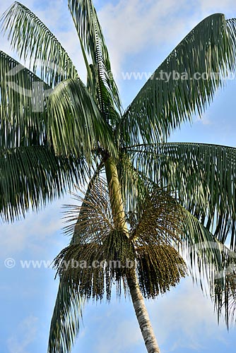  Detail of acai palm on the banks of the AM-070 highway - also know as Manuel urbano Highway  - Manaus city - Amazonas state (AM) - Brazil